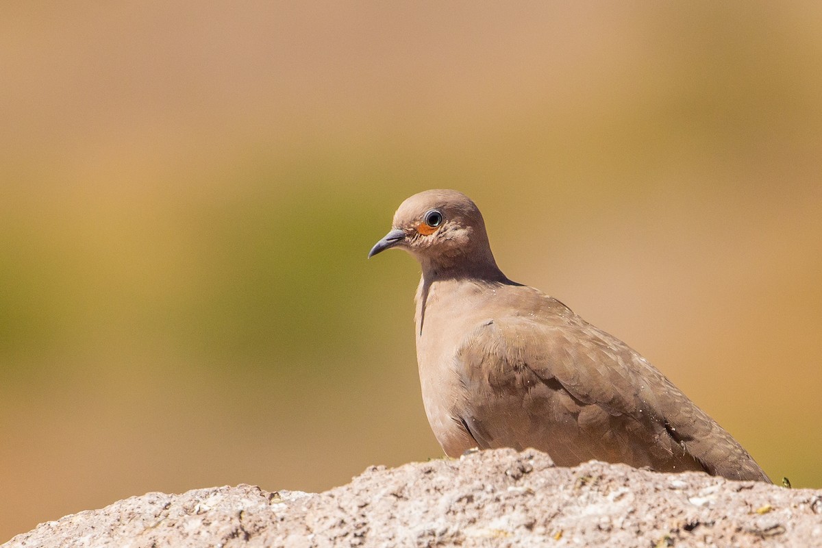 Black-winged Ground Dove - Pablo Andrés Cáceres Contreras