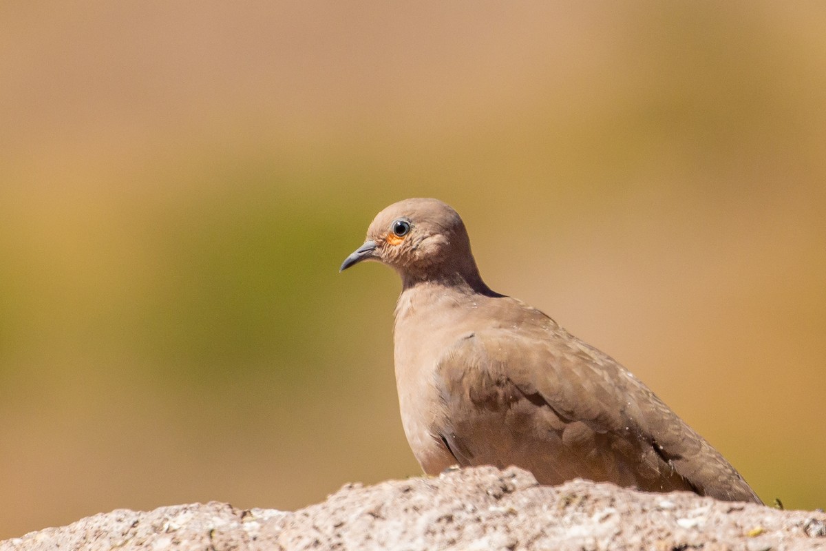 Black-winged Ground Dove - Pablo Andrés Cáceres Contreras