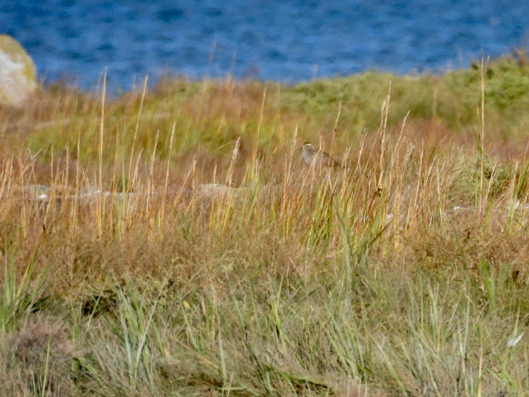 American Golden-Plover - ML624769763