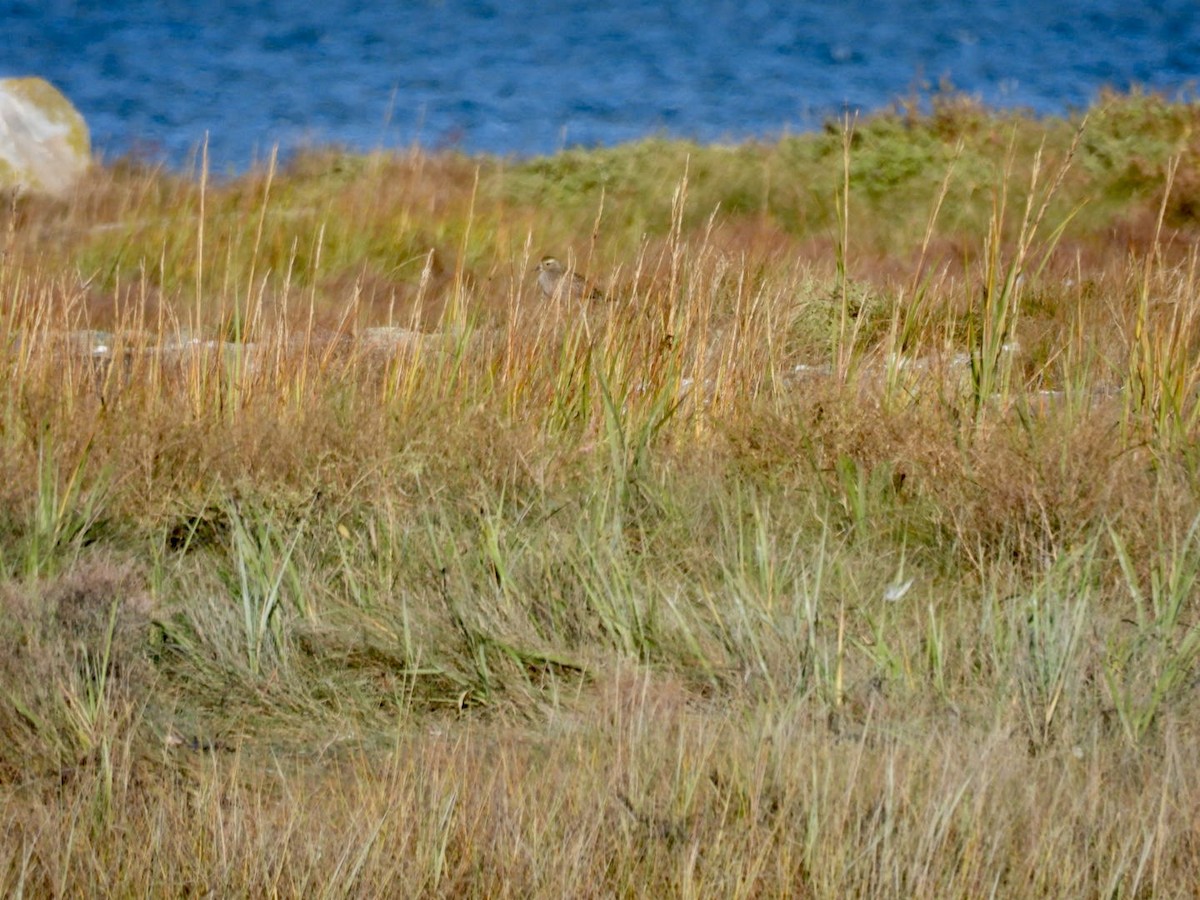 American Golden-Plover - ML624769764