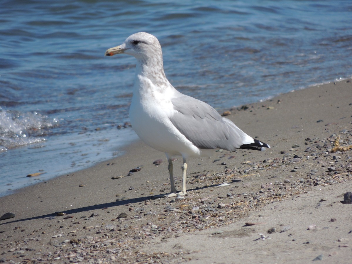 California Gull - ML624769785