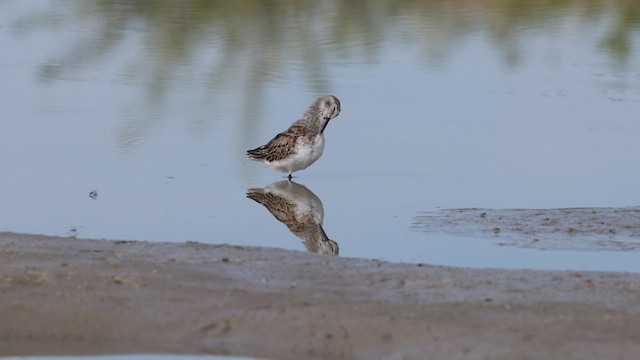 Alaska Kumkuşu - ML624769877