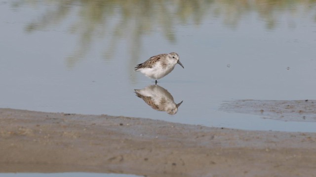 Alaska Kumkuşu - ML624770001