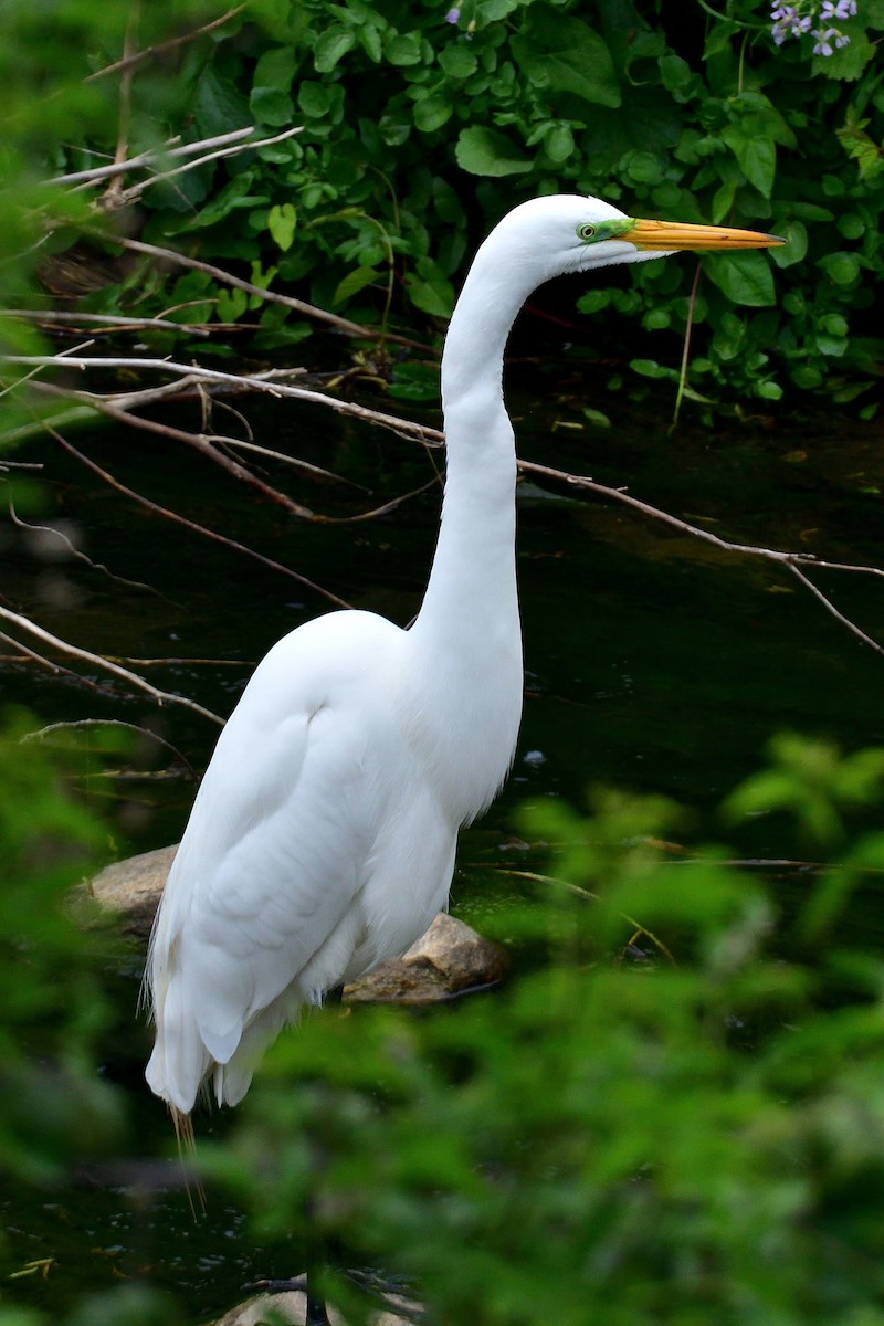 Great Egret - ML624770129