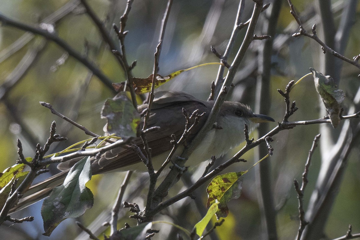 Yellow-billed Cuckoo - ML624770158
