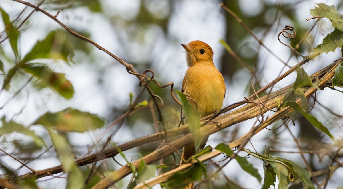 Rufous Casiornis - ML624770182