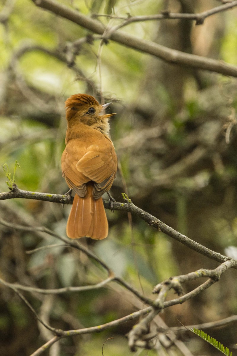 Rufous Casiornis - ML624770195