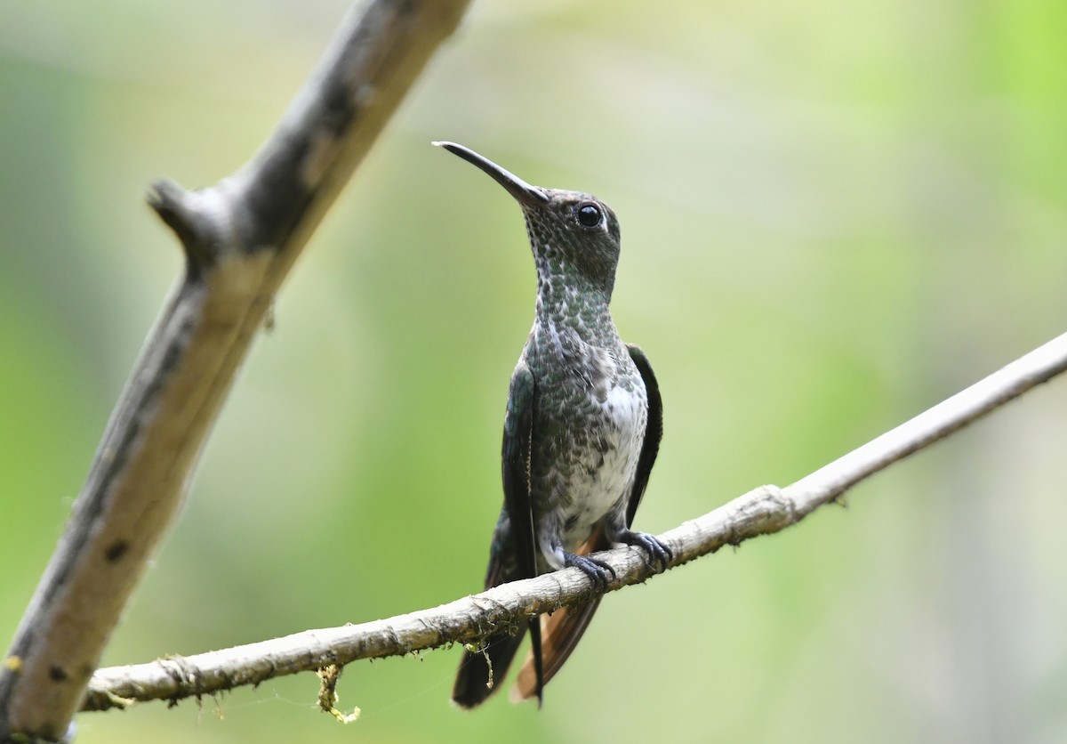 Many-spotted Hummingbird - Juan José Chalco Luna