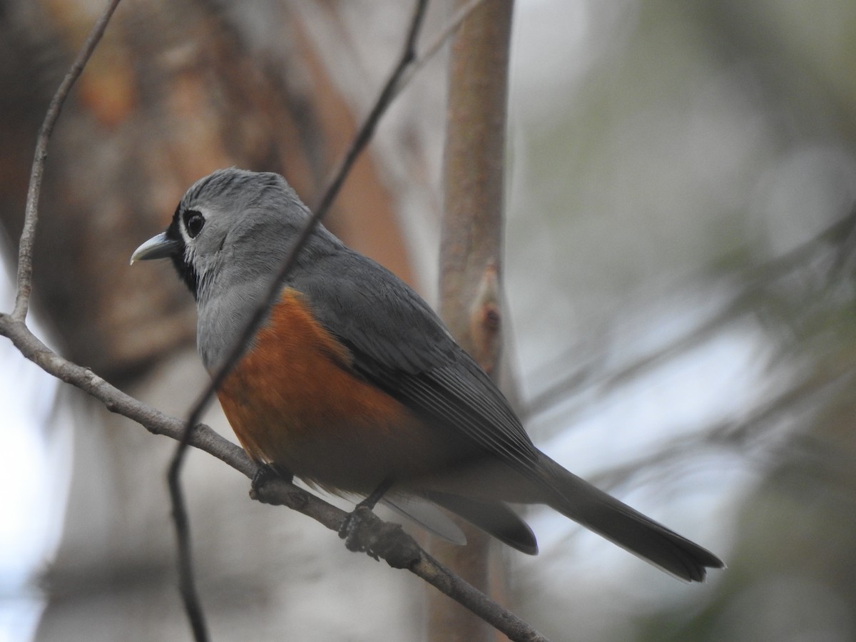 Black-faced Monarch - ML624770367