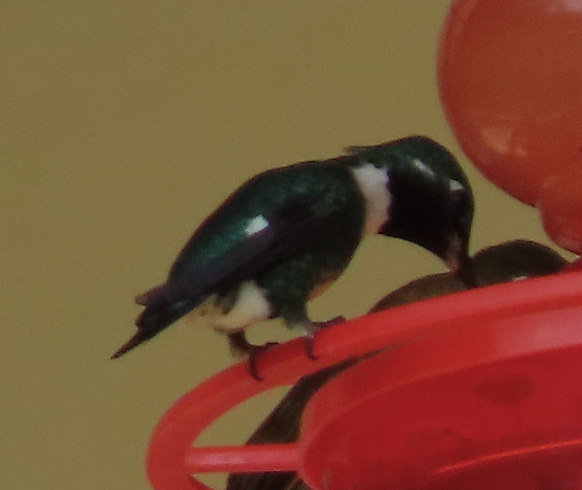 White-throated Daggerbill - ML624770432