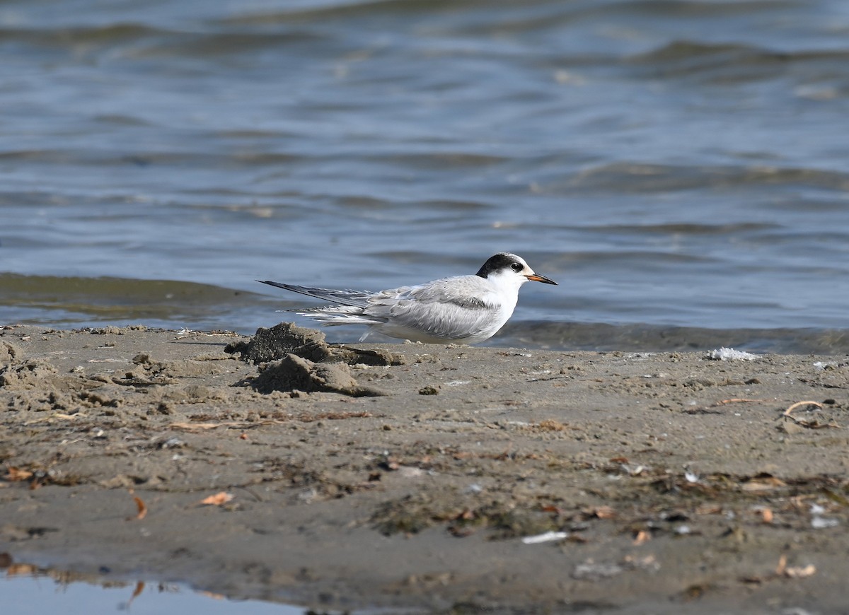 Common Tern (hirundo/tibetana) - ML624770565