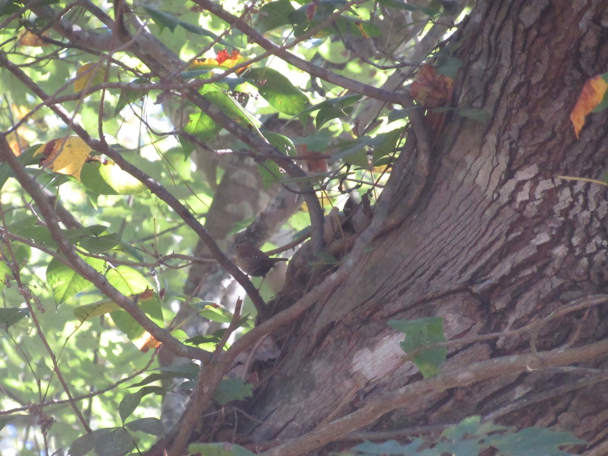 Winter Wren - ML624770887