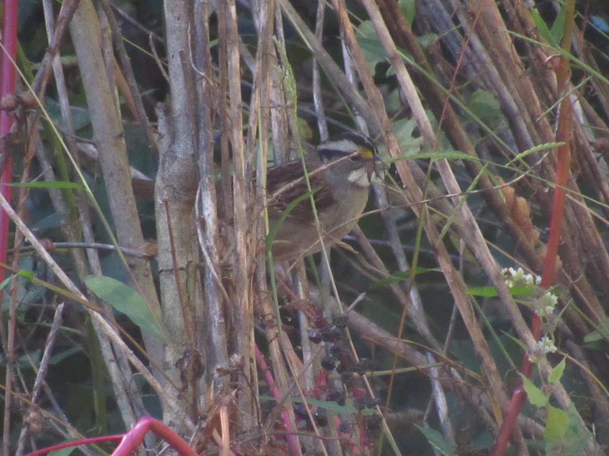 White-throated Sparrow - ML624770891