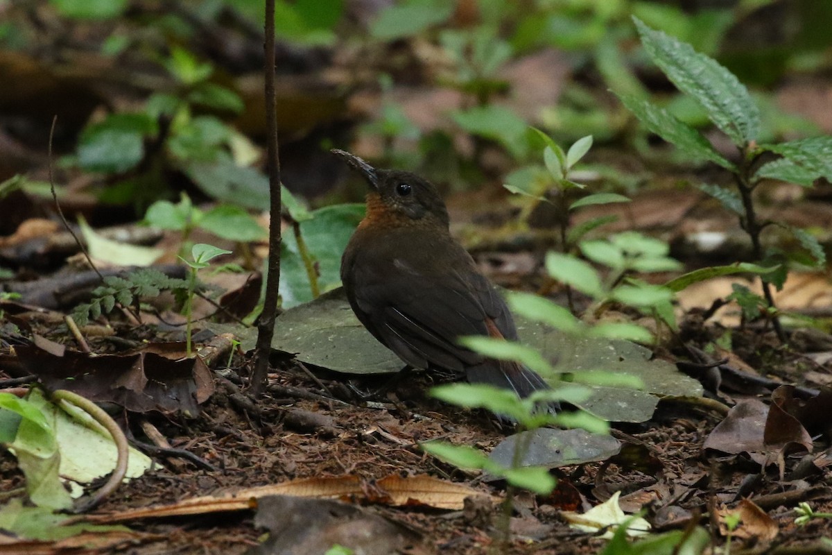 Middle American Leaftosser - ML624770920