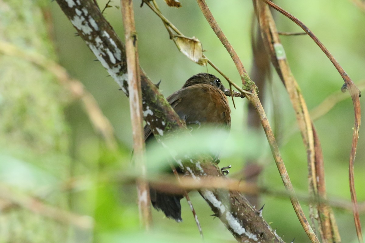 Middle American Leaftosser - ML624770921