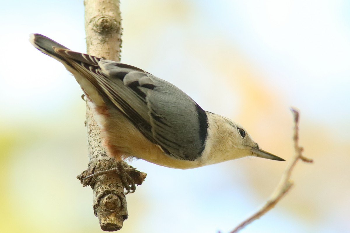 White-breasted Nuthatch - ML624771045