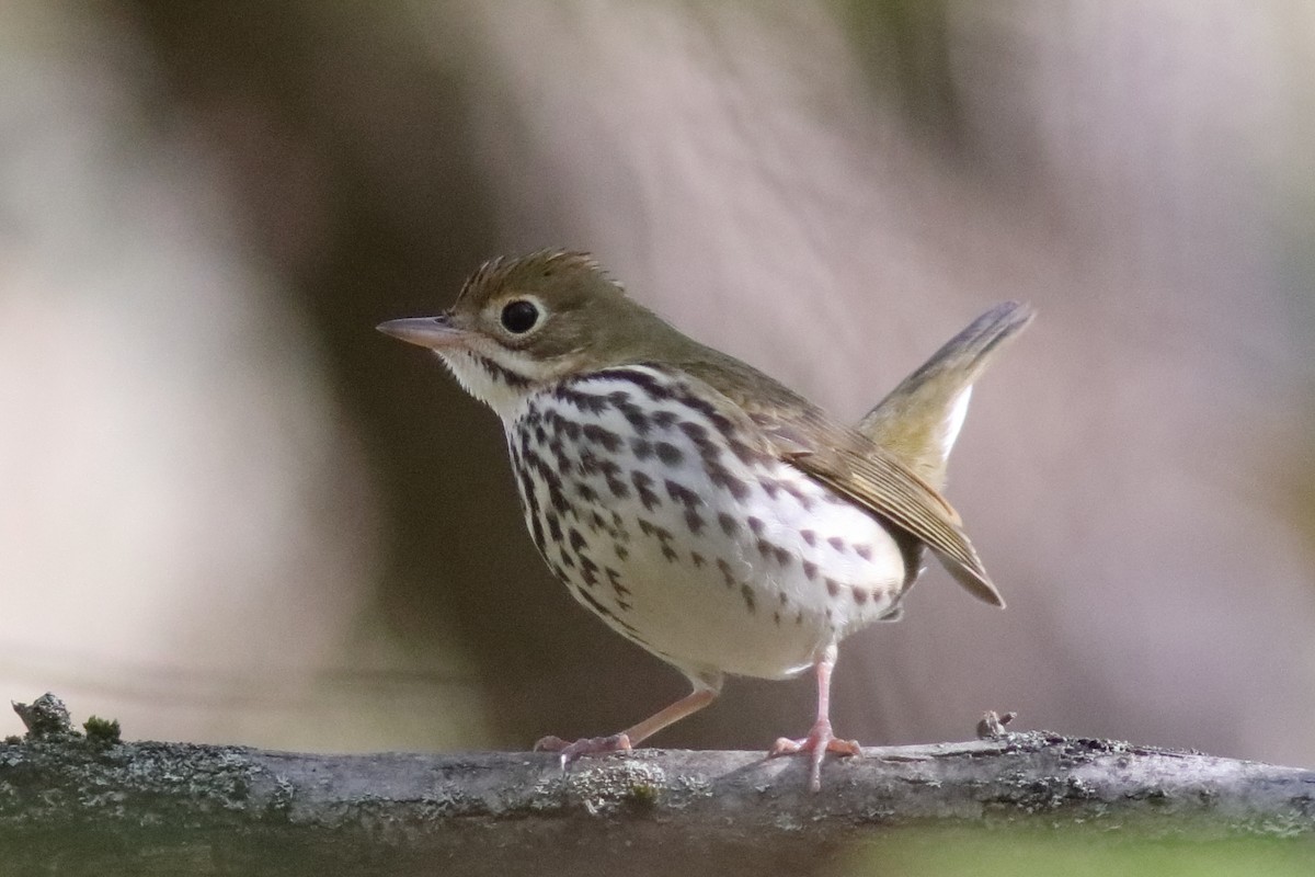 Ovenbird - ML624771051