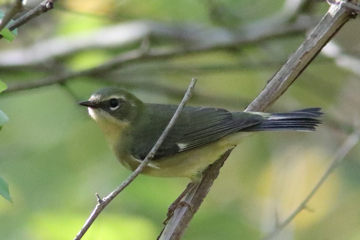 Black-throated Blue Warbler - ML624771060