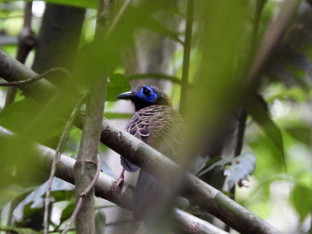 Ocellated Antbird - ML624771118