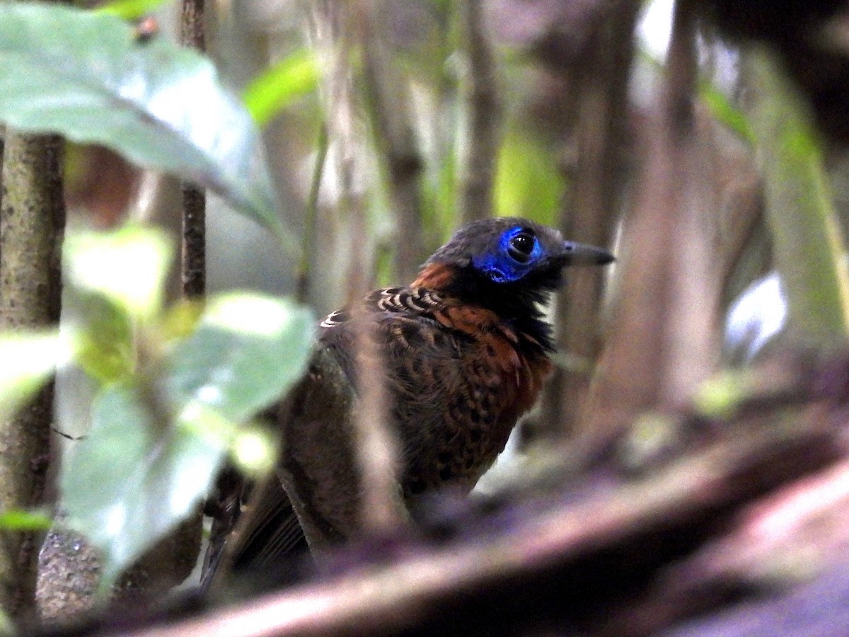 Ocellated Antbird - ML624771119