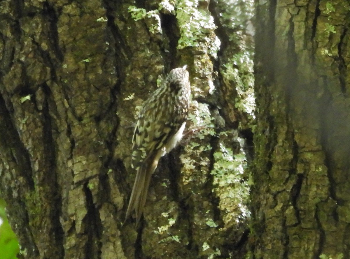 Brown Creeper - ML624771169