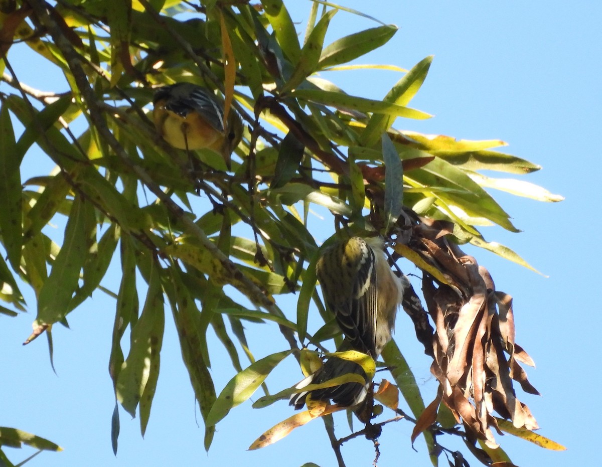 Bay-breasted Warbler - ML624771173