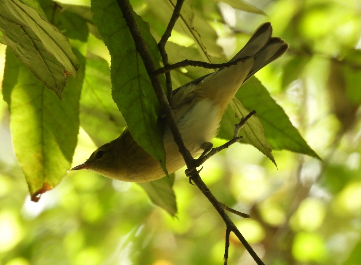Bay-breasted Warbler - ML624771174
