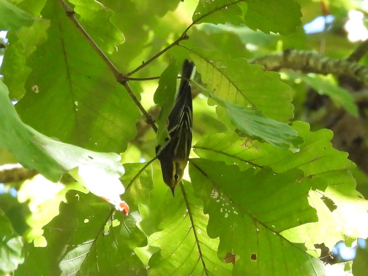 Blackburnian Warbler - ML624771179