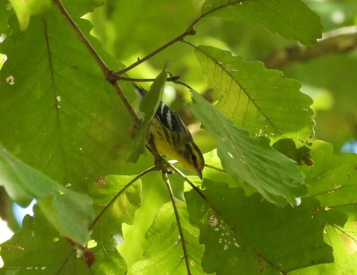 Blackburnian Warbler - ML624771180