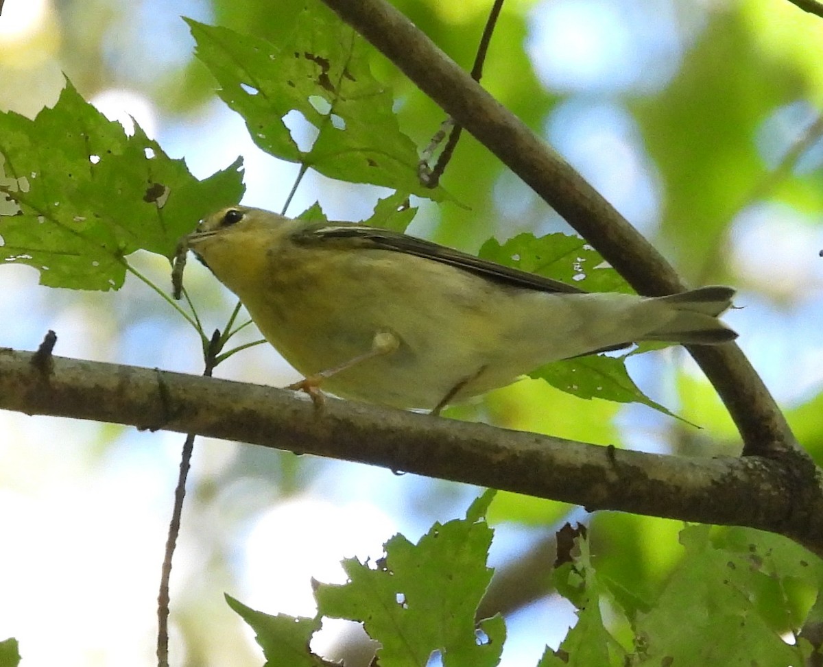 Blackpoll Warbler - ML624771186