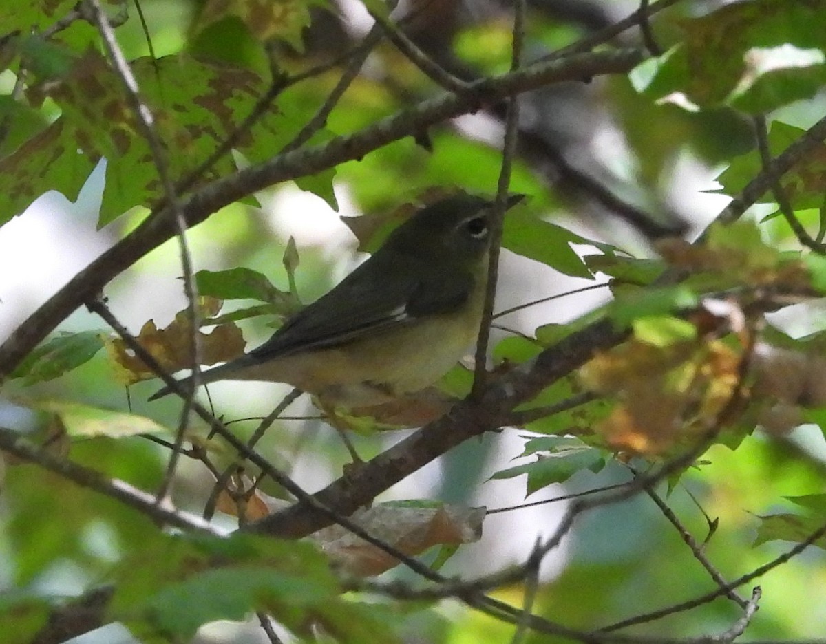 Black-throated Blue Warbler - ML624771190