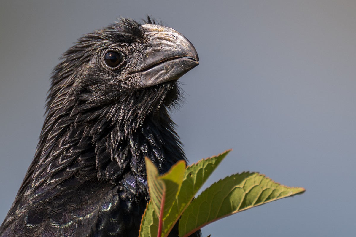 Groove-billed Ani - ML624771273