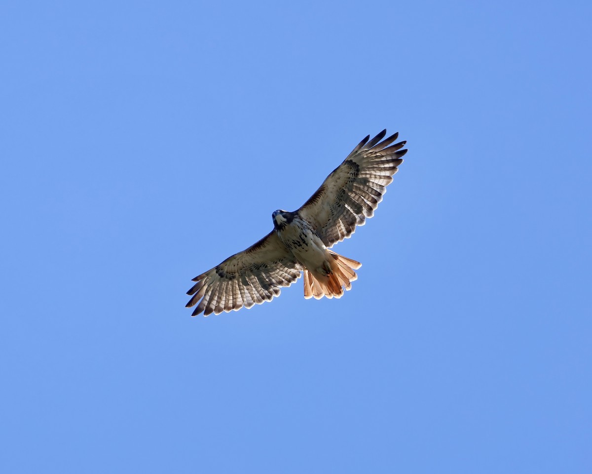 Red-tailed Hawk - ML624771283