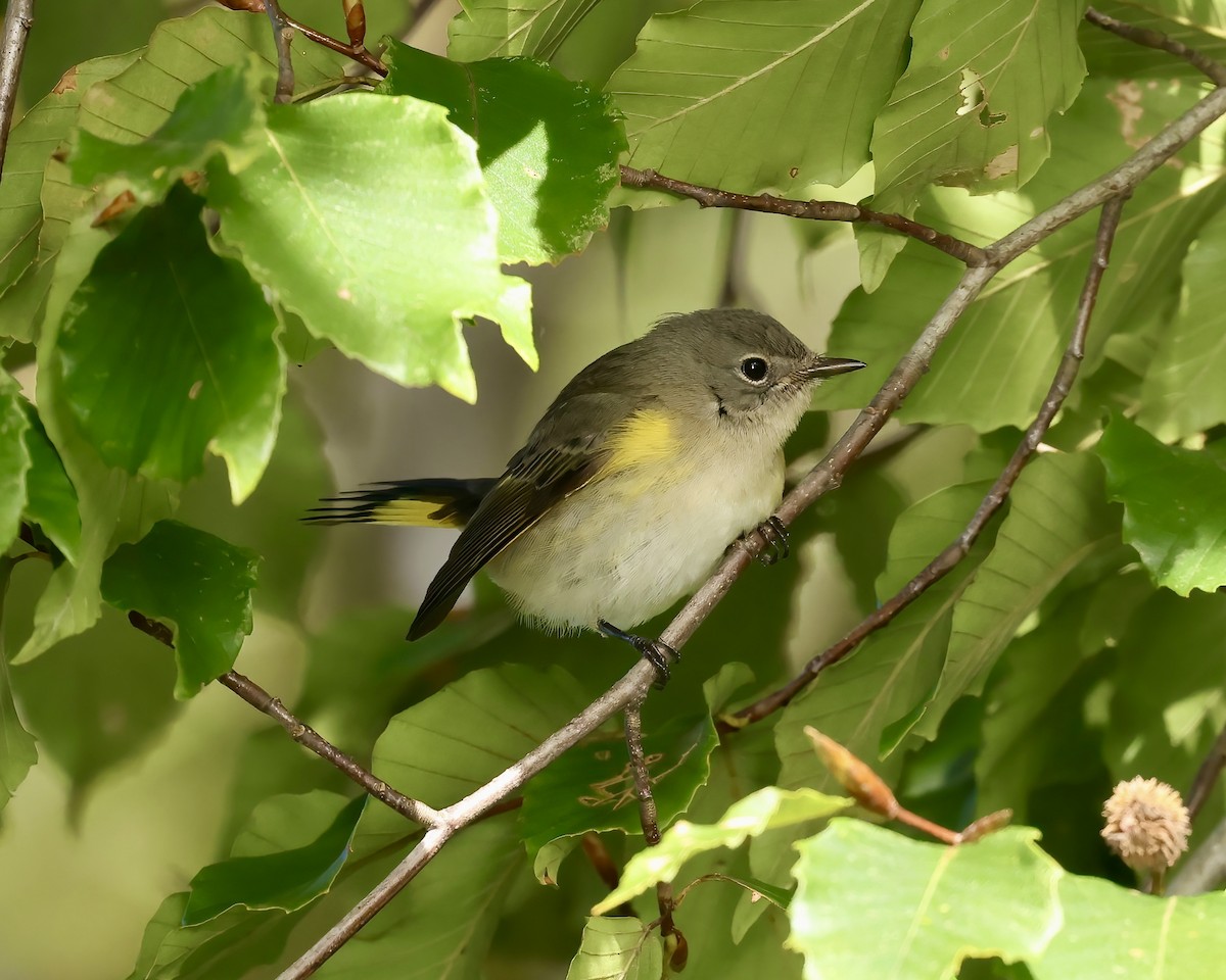 American Redstart - ML624771306