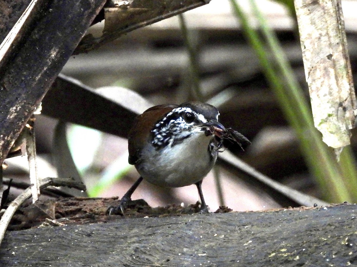 White-breasted Wood-Wren - ML624771547