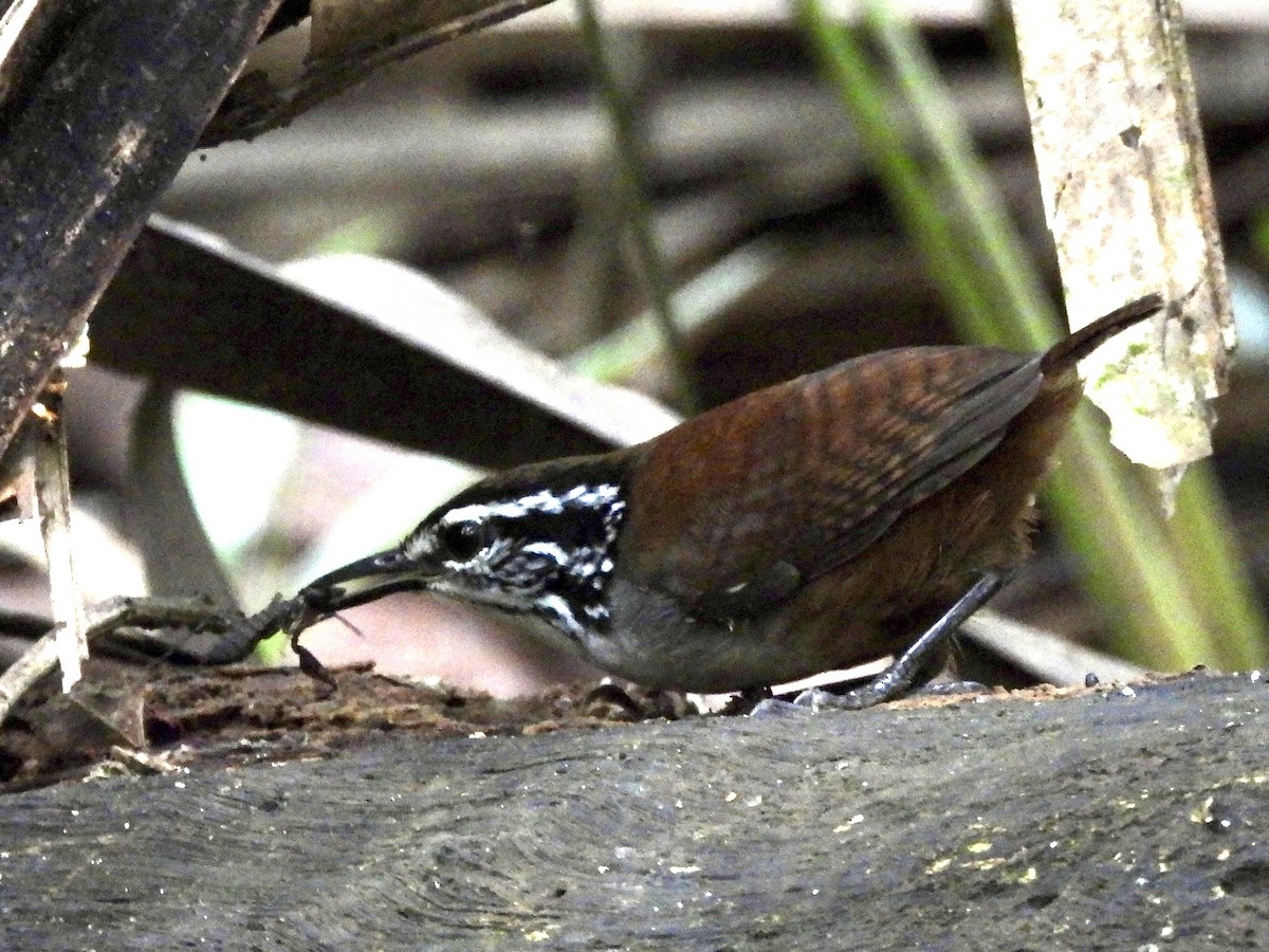 White-breasted Wood-Wren - ML624771548