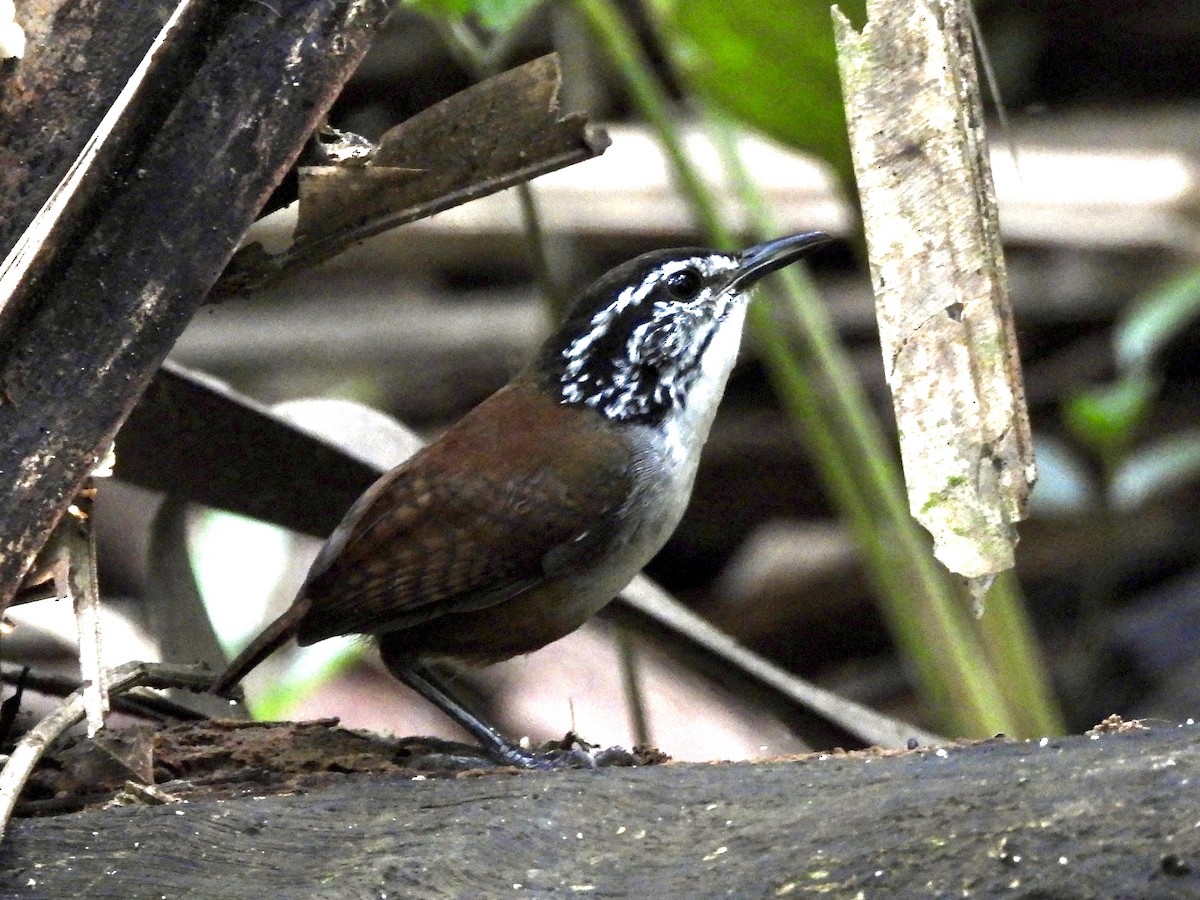 White-breasted Wood-Wren - ML624771549