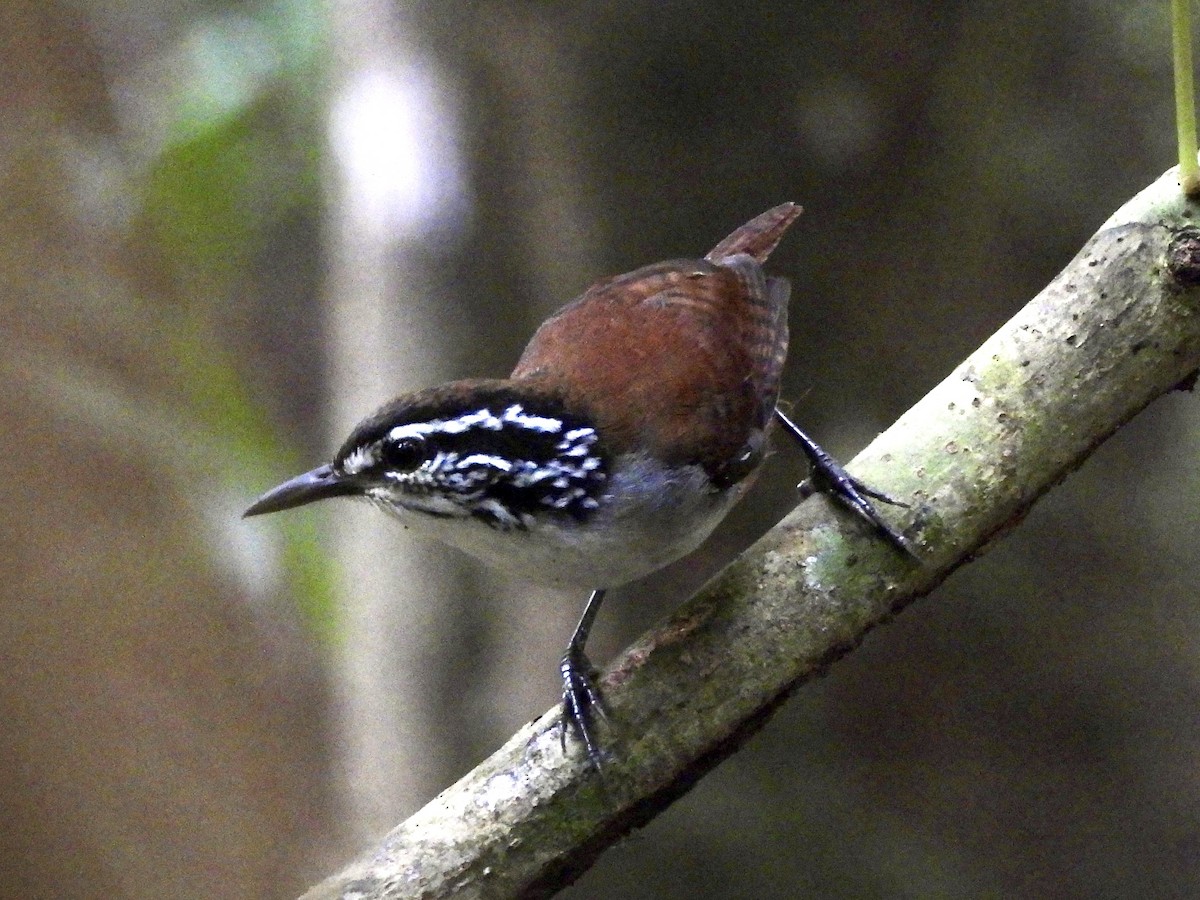 White-breasted Wood-Wren - ML624771550