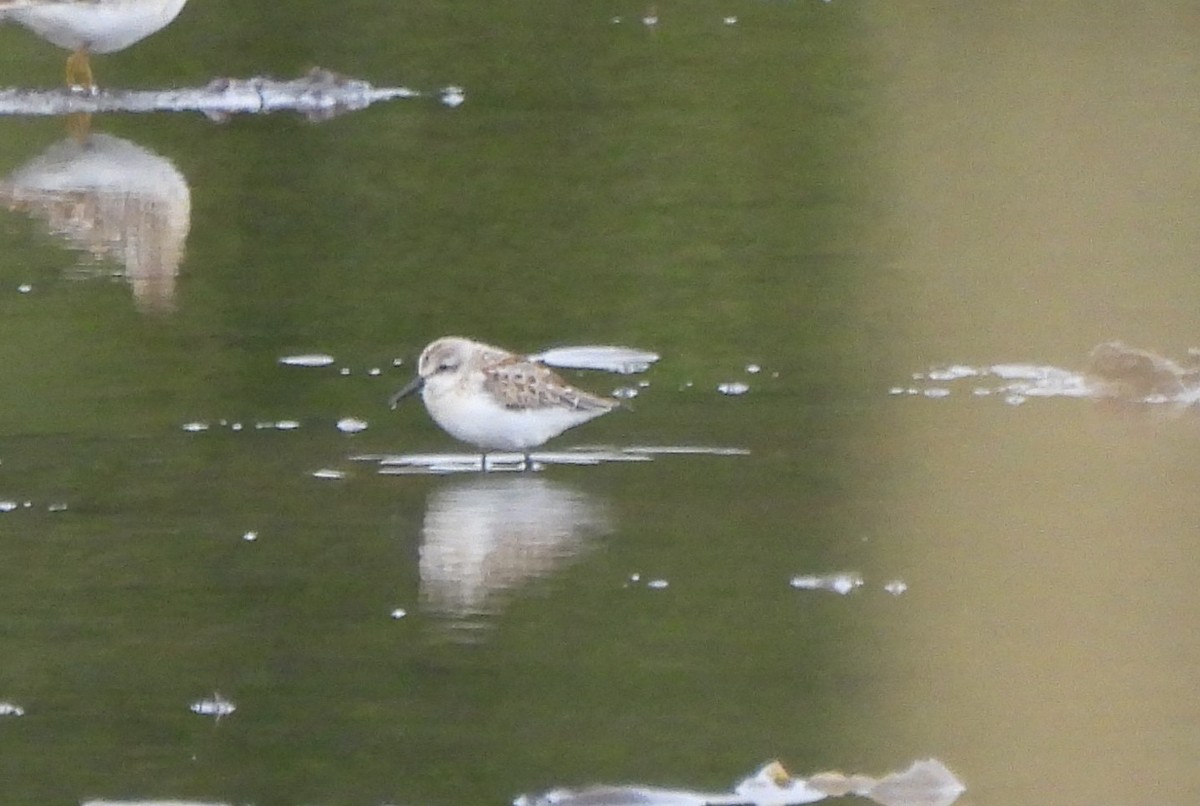 Western Sandpiper - ML624771626