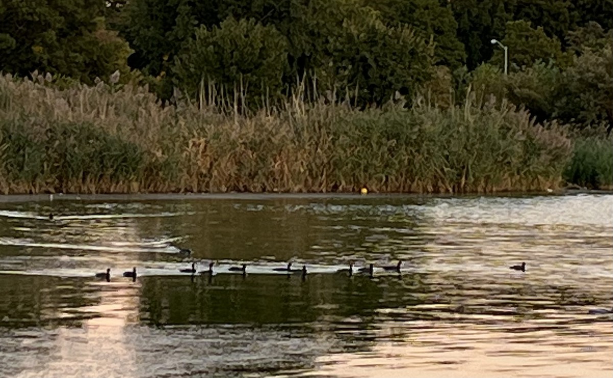 American Coot - ML624771718