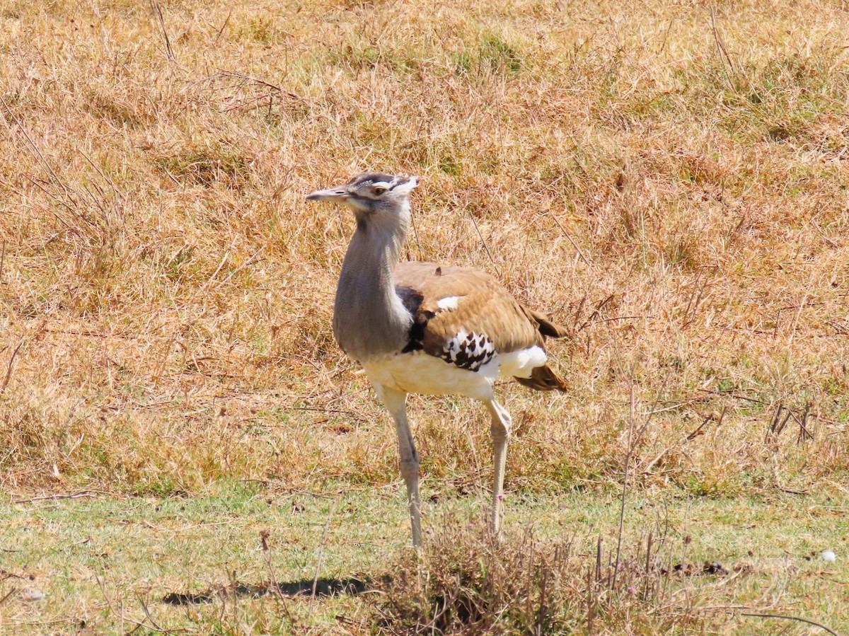 Kori Bustard - ML624771741