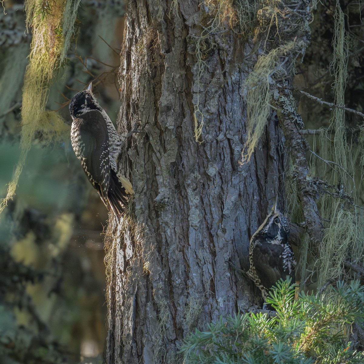 American Three-toed Woodpecker - ML624771790