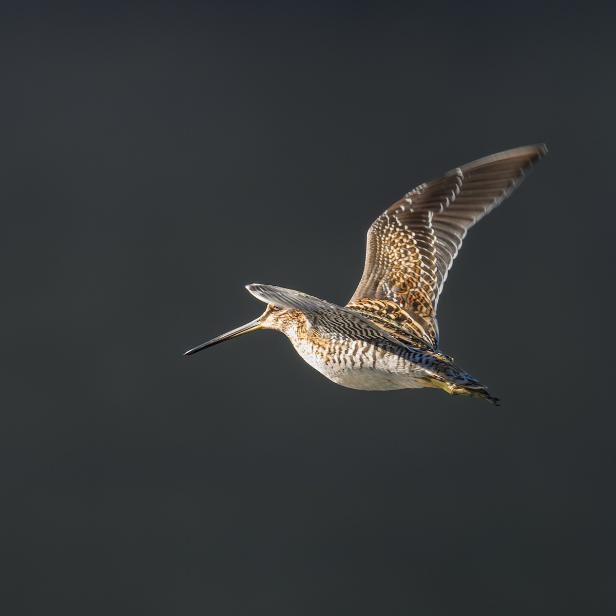Wilson's Snipe - ML624771813