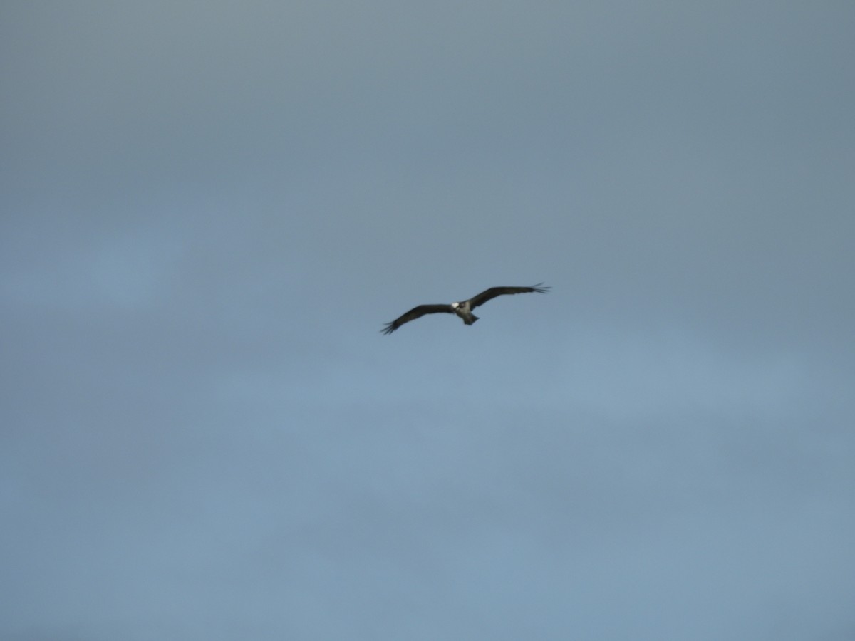 Osprey - ML624771915