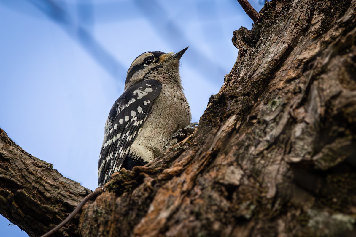 Downy Woodpecker - ML624772010