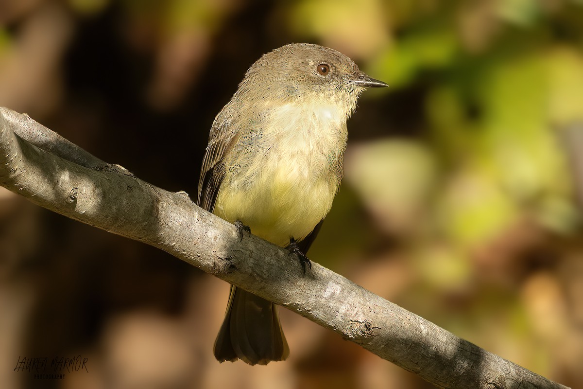 Eastern Phoebe - ML624772077