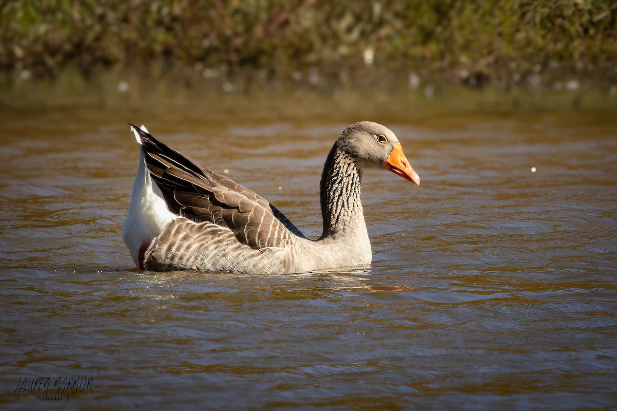 Graylag Goose (Domestic type) - ML624772137