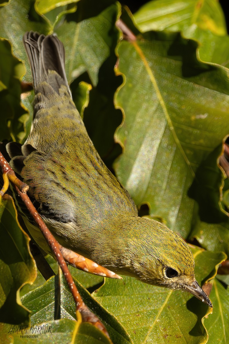 Blackpoll Warbler - ML624772154