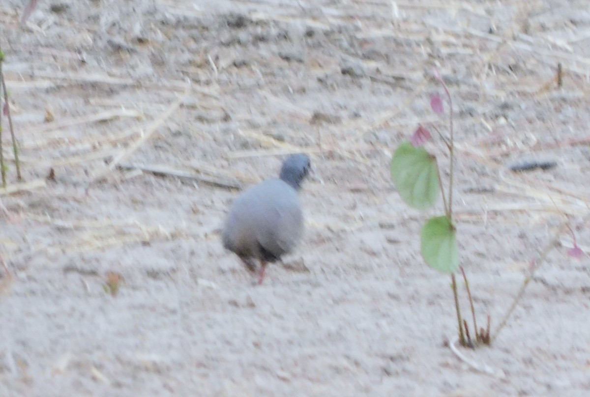 Small-billed Tinamou - ML624772390