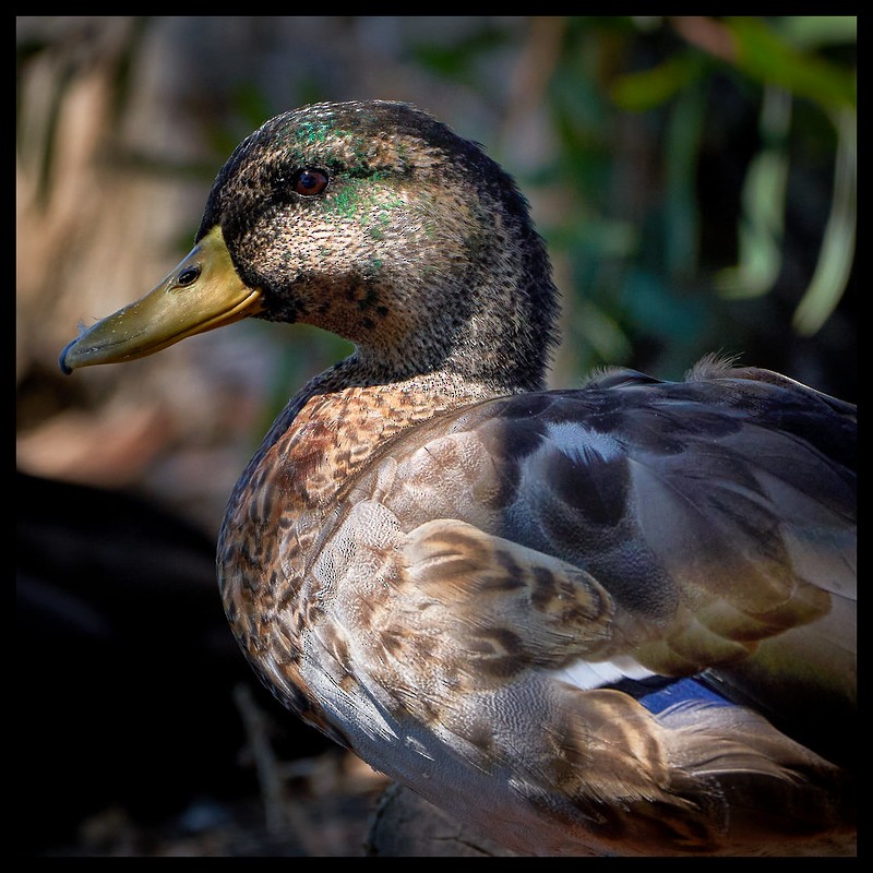 Mallard - ML624772759